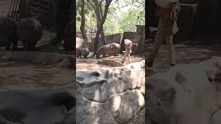 Feeding Hippocampus 🦛hippopotamus discovery forest [upl. by Suhpoelc701]