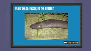 Penis Snake Unlocking the Mystery [upl. by Oecile]