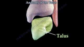 Anatomy Of The Talus  Everything You Need To Know  Dr Nabil Ebraheim [upl. by Dorothi]