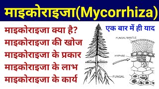 माइकोराइजा  mycorrhiza in hindi  mycorrhiza types and significance  mycorrhizal biofertilizer [upl. by Anahsal69]