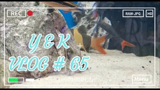 MY VLOG  65 Red Tailed Black Shark 红尾黑鲨 金线飞狐 crossocheilus oblonguscichlidaquarium fishtank [upl. by Adigun]