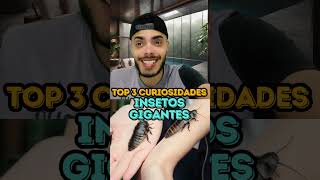 INSETOS GIGANTES  TOP 3 CURIOSIDADES [upl. by Sylera]