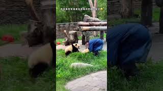 Clingy Baby Panda Runs to Mom When the Caretaker Appears cute pandalove funny pandalover panda [upl. by Khan]