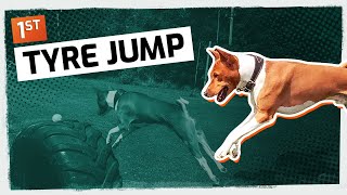 Basenji Agility and Fetch  Dog Training Highlights [upl. by Gildas]