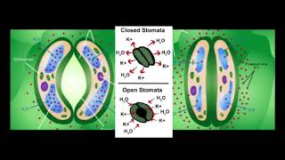Apertura de los estomas [upl. by Wat645]