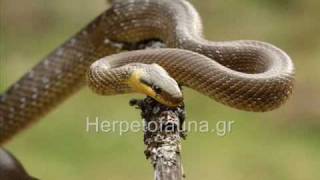 Herpetofauna of Greece ad2 [upl. by Hamon818]