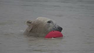 Polar bear with toy [upl. by Kreis]