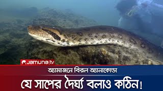 বিশ্বের সবচেয়ে বড় সাপের সন্ধান অ্যামাজনে  Amazon Anaconda  Jamuna TV [upl. by Paton480]