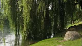 WEEPING WILLOWS PSALM 137 [upl. by Allemac]