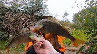 This River Never Dissapoints Me When It Comes To Perch Fishing [upl. by Enyledam]