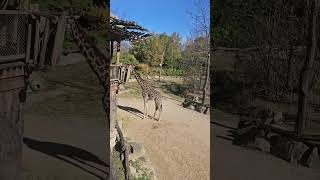 Long neck big dreams giraffe cincinnatizooandbotanicalgarden giraffesquad [upl. by Fidellia]