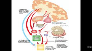 Physiology of pyramidal and extrapyramidal system English Manchester [upl. by Nylg631]