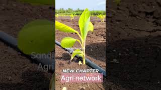 केळी बागायतदार केळीपिक Sandip Karande Agri network karyonorganic agriculture farming [upl. by Reyotal80]