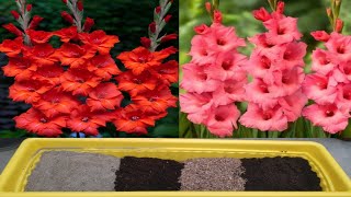 Online Gladiolus Bulbs Potting [upl. by Talbert23]