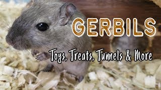 Keep Gerbils From Getting Bored  Environmental Enrichment [upl. by Nagyam]