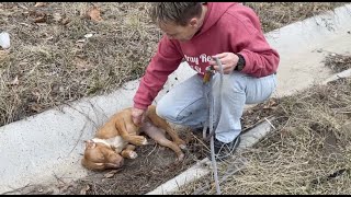 Little dog found in ditch needs help  Stray Rescue of St Louis [upl. by Nuahsyd]