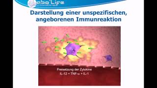 ImmunitätTeil 1 Die angeborene Immunreaktion [upl. by Odine810]