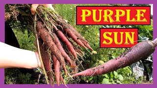 Lila Karotten im Garten anbauen 🥕 Purple Sun 🥕 Lila Möhren Violette Karotten Violette Möhren 4K [upl. by Desi]