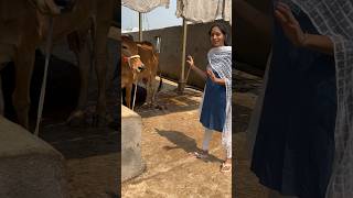 శ్రీకన్య  Srikanya Dairy Farm mancherial SandyaLingam cowfarm gircow teluguvlogs a2milk [upl. by Bohi]