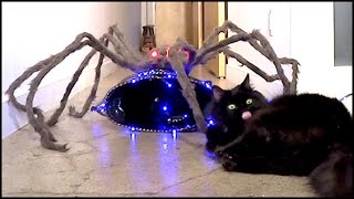 Cats vs Giant Spider [upl. by Frederik837]