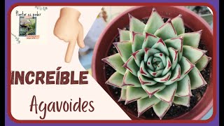 Características y Cuidados de la Echeveria Agavoides Ebony Plantar es Poder [upl. by Watts790]