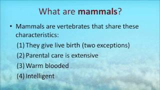 The Biology of Marine Mammals  Palomar College [upl. by Adihahs]