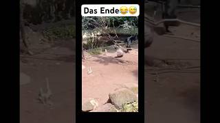 Das Ende😂😅 music remix bass bassboosted beats lustigekatze chat humour memes sing [upl. by Virgel]