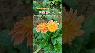 Manifesting the blooming day 🌸🧿 blooming bloom fyp fypシ゚viral tmu moradabad bloomingseason [upl. by Stearn]