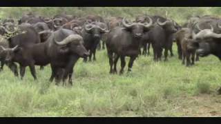 Herd of Buffalos [upl. by Gray925]