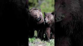 Grizzly 399best nature naturephotography Tetons Yellowstone shorts wildlife bear animals [upl. by Nwadrebma]