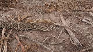 Yarará grande Bothrops alternatus [upl. by Klenk]