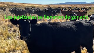 Llegó La Hora De Servir Sal Y Mineral Al Ganado En Los Pastizales [upl. by Emearg]