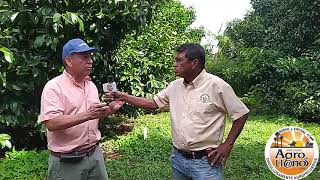 Fruticultura en los Llanos Orientales [upl. by Ahsekam]