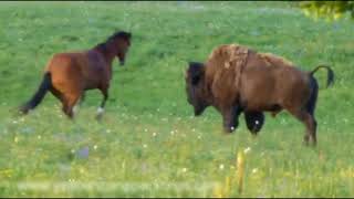 Bison amp Horse Meet  Good Show of Dominance amp Pressure and Release [upl. by Ardnosac]