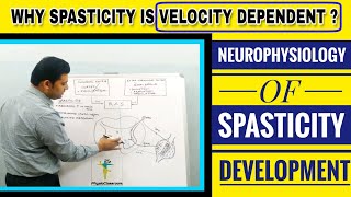 NEUROPHYSIOLOGY OF SPASTICITY DEVELOPMENT MECHANISM OF HYPERACTIVE STRETCH REFLEX [upl. by Levinson515]