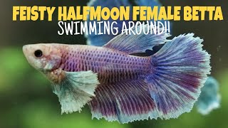 Feisty halfmoon female Bettafish swimming around in aquariumBetta fish breeding [upl. by Ademordna623]