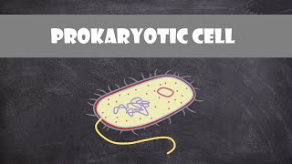 Prokaryotic Bacteria Cell Structure amp Function  Cell Biology [upl. by Ymmij535]