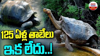 Hyderabad Zoos Star Tortoise Chanakya No More At the Age of 125  ABN Digital Exclusives [upl. by Namlas390]