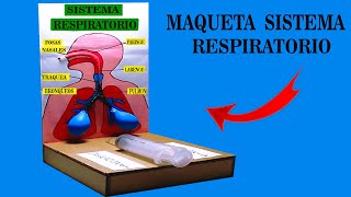 Como hacer la maqueta del sistema respiratorio FACIL Y ECONOMICADibujo Real [upl. by Saba]