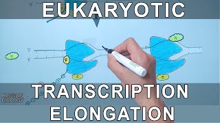 Transcription Elongation in Eukaryotes [upl. by Mandeville]