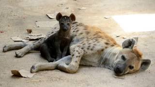 Cachorro de hiena con 8 semanas de vida en BIOPARC [upl. by Pirbhai]