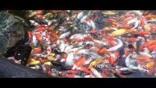 Pond Overpopulated with Koi [upl. by Rastus230]