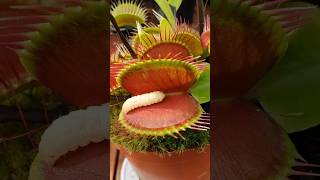 Venus Flytrap Plant Eating Insects [upl. by Elleniad283]