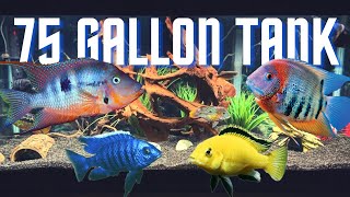 Top 5 Cichlid Tank Setups for a 75 Gallon Aquarium [upl. by Gentilis]