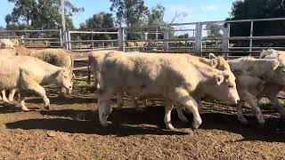 EU Charolais Steers [upl. by Hilten]