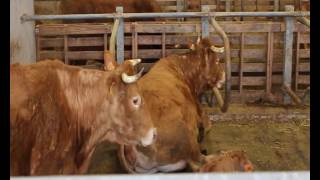 Systeme de logettes en vaches allaitantes  Chambre dagriculture de la Corrèze [upl. by Swihart]