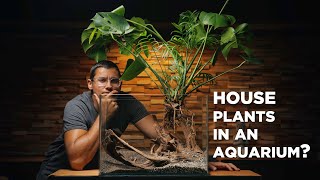 How your houseplants can THRIVE in an aquarium [upl. by Kciredec322]