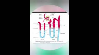 class 11 Biology chapter 19 EXCRETORY PRODUCTS AND THEIR ELIMINATION [upl. by Leede]