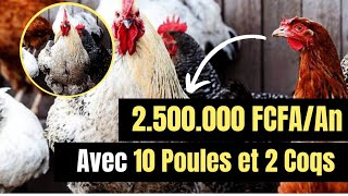 Élevage des poulets locaux Comment Gagner plus de 2500000 FCFA avec l’élevage du poulet local [upl. by Annim]