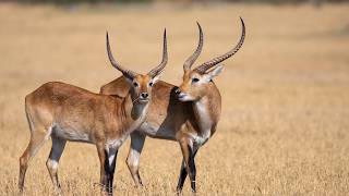 Lechwe The Elegant Antelopes of Africas Wetland [upl. by Ivatts]